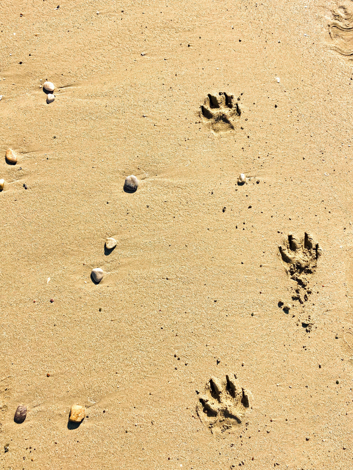 Hot Sand and Dog Paws: How to Protect Them This Summer
