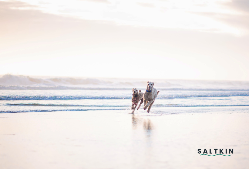 9 Dog-Friendly Beaches on the Gold Coast (2026 Guide)