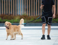 Trailrunner Hands-Free Leash