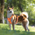 Adventure Harness & Leash Set